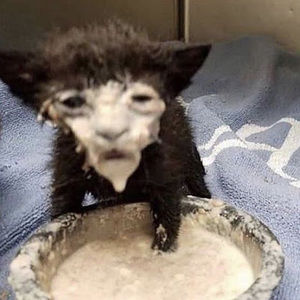 Meet your Posher, Rey